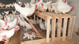 Process henhouse Diy making Chicken egg nesting boxes from pallet  Chicken Farm [upl. by Novanod]