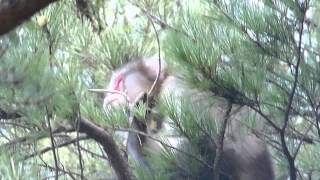 Radiocollared Japanese Macaque 首輪付きニホンザル♂ [upl. by Baugh]