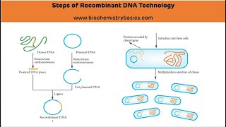 Steps of Recombinant DNA Technology  Genetic Engineering [upl. by Bennir]