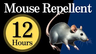 12h Mouse Repellent Noise Play while sleeping or when you are out to repel mice [upl. by Adnuahsar]