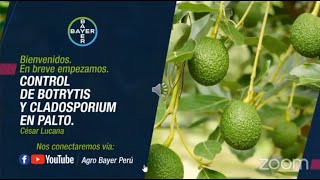 Control de Botrytis y Cladosporium en palto  Agro Bayer Perú [upl. by Amity131]