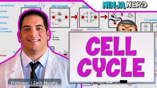 Cell Biology  Cell Cycle Interphase amp Mitosis [upl. by Ringsmuth150]