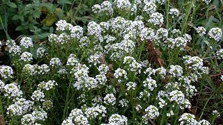 Alyssum maritimum medicinal plant [upl. by Dib]