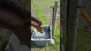 This SHORT video of a foal drinking water is everything you need today [upl. by Reinaldo991]