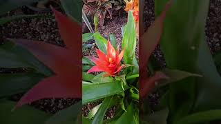 Bromeliads indoorgarden [upl. by Llehcear]