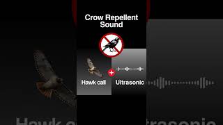 Crow repellent sound Hawk calls and ultrasonic Shorts [upl. by Atinus]