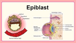 epiblast [upl. by Narine897]