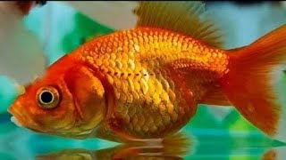 SMALL ORNAMENTAL FISH SUITABLE FOR AQUARIUMS part 37 [upl. by Enellij]