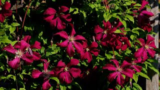 Pruning Clematis for Better Growth amp Flowers [upl. by Nho]