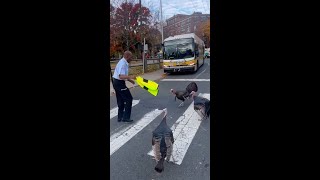 Brave bus driver waves vest at flock of turkeys blocking traffic Shorts [upl. by Ennasus]