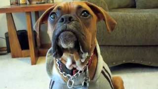 Boxer dog saying Mom Whos your favorite [upl. by Serdna]