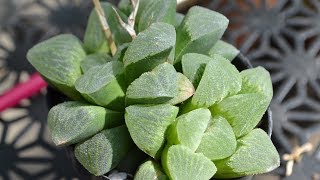 Haworthia Facts And Identifications [upl. by Oates]