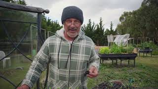 Transplanting Tomato Seedlings [upl. by Cormack632]