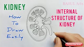 How to Draw Kidney  Internal structure of Kidney [upl. by Rab]