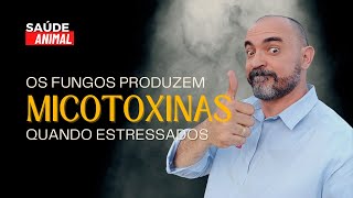 OS FUNGOS SÓ PRODUZEM MICOTOXINAS QUANDO AMEAÇADOS OU ESTRESSADOS [upl. by Aneehc]