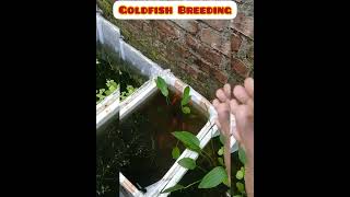 Goldfish Breeding goldfish breeding [upl. by Noremmac375]