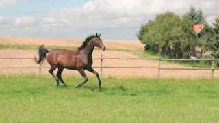 Trakehner Sondershausen Freudenfest Interconti [upl. by Enaira]