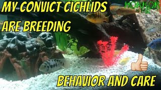 The Breeding Behavior of Convict Cichlids w Horror in me [upl. by Oj943]