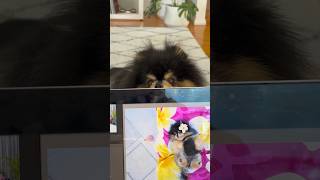 Reality of having a dog 😂 pomeranian dog [upl. by Zakarias]