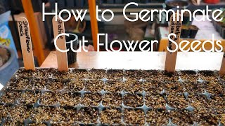 Cut flower germination light vs dark and cold stratification [upl. by Amhser]