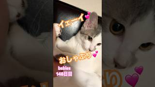 【猫動画】仔猫生後148日 顔でおしゃぶりばかりされるから歌に合わせてみた😘猫のいる暮らし かわいい子猫 保護猫 cat プリキュア [upl. by Zeralda]