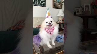 We Celebrated Our Pomeranians 5th Birthday [upl. by Eittel462]