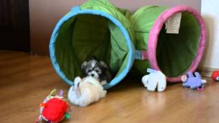 Lhasa apso puppies 8 weeks old [upl. by Elleirbag]