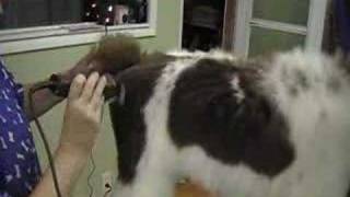 Rear Angulation Standard Poodle Grooming [upl. by Aurel]