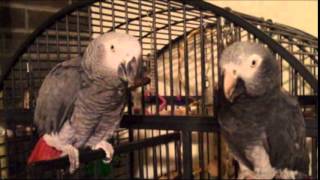 Two Peas In A Pod Our Congo and Timneh African Grey Parrots [upl. by Erna]