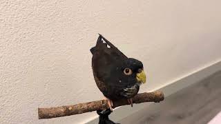 Natural Sounds of a Pionus Parrot during Puberty [upl. by Ardnuasac]