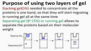 Purpose of Using Two Layer in SDSPAGE Protocol [upl. by Pontias360]