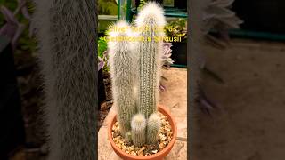 Silver torch cactus cleistocactus strausii [upl. by Calley]