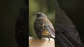 New Zealand Fantail Bird Call birds birdsounds nature [upl. by Agneta]