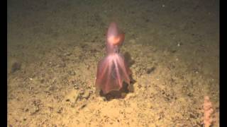 Cirrate Octopus at 1186 Metres in the Atlantic West of Shetland [upl. by Led688]