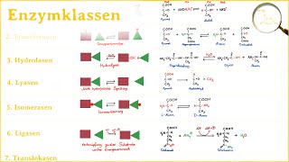 Arten von Enzymen  Hauptgruppen von Enzymen  Einteilung nach Reaktionstypen [upl. by Kosaka]