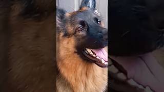 GSD POWERFUL BARKING SOUND germanshepherd ytshorts barkingsound youtubeshorts [upl. by Seppala]