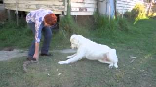 Maremma sheepdogs do not fetch [upl. by Akcirre]