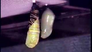 Monarch Caterpillar to Chrysalis Timelapse [upl. by Eillehs652]