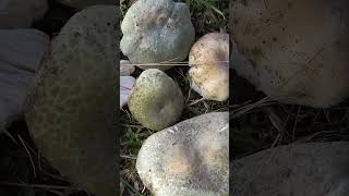 Сыроежка чешуйчатая Russula virescens short shorts [upl. by Rica]