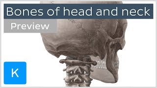 Bones of the head and neck skull and cervical spine preview  Human Anatomy  Kenhub [upl. by Ojiram]