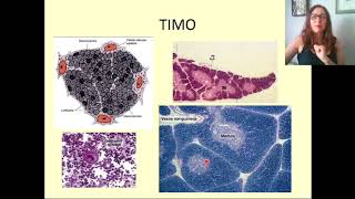 7 Histologia Órgãos Linfóides [upl. by Yentrok]