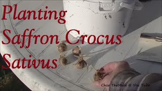 Saffron Crocus Sativus Planting 2014 [upl. by Maryanna613]