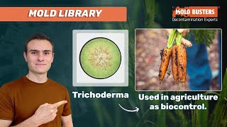 🦠Trichoderma 📚Mold Library  Mold Busters [upl. by Mixie]