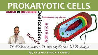 Prokaryotic Cells  Introduction and Structure  Post 16 Biology A Level PreU IB AP Bio [upl. by Aliac833]