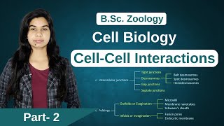 Cell Biology  Cellcell interaction  Junctions  Zoology  B Sc  MSc [upl. by Nnylahs159]