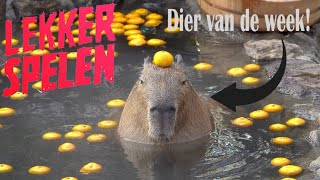 Vind Ie Lekker  Lekker Spelen Capibara Momenten [upl. by Harlin]