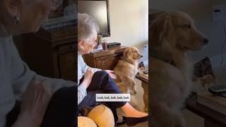 Grandma  Golden Retrievers  Unconditional Love ❤️ [upl. by Anelrats778]