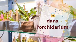 4 problèmes dans lorchidarium dont 1 découvert en direct 😱 [upl. by Anahtor152]