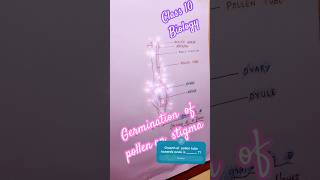 Germination of pollen grain on stigma  biology class10 diagram sslc youtubeshorts shorts yt [upl. by Aneris]