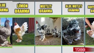 WORLD BRAHMA CHICKEN COLORS [upl. by Eran641]